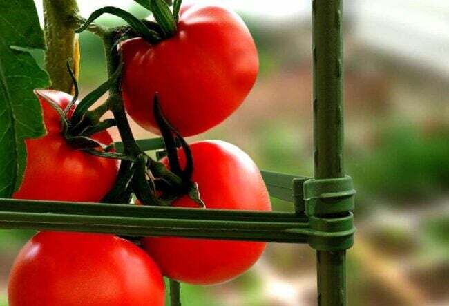 Alt hvad du behøver for at starte et højbeds havemulighed tomatbure