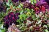 20 skuggälskande växter för behållare