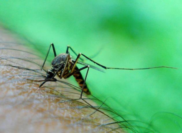 як позбутися від комарів