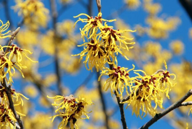 ענף לוז מכשפה עם פרחים צהובים