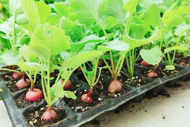 fundamentos para plantar sementes dentro de casa - bandeja de mudas com tampa