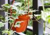 Ivy Plant Care 101: Wie man Efeu drinnen anbaut