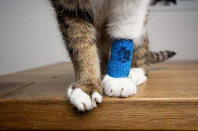 Dviejų priekinių katės kojų vaizdas iš arti, viena apvyniota mėlynu tvarsčiu. 