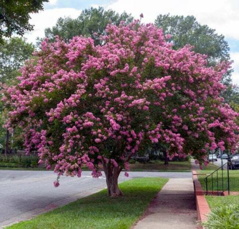 Малиново оцветено дърво от креп мирта в жилищен квартал на Вирджиния. Креп или креп миртите са известни главно със своите цветни и дълготрайни цветя, които се появяват през лятото.