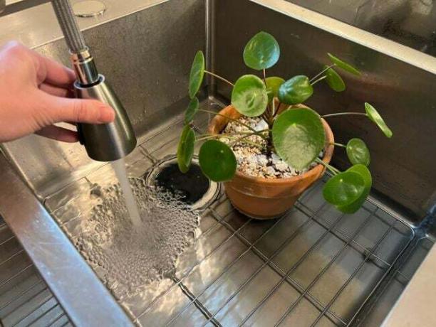 Kambarinio augalo savininkas virtuvės kriauklėje laisto nedidelį vazoninį augalą vandeniu, pripildančiu kriauklę.