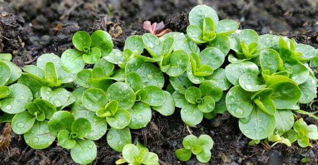 lammesalat som vokser i jord
