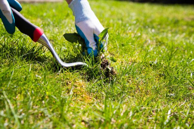 Arrancar las malas hierbas cuando el suelo está húmedo