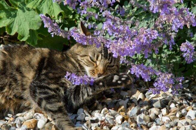 बिल्ली पुदीने के फूलों का आनंद ले रही है