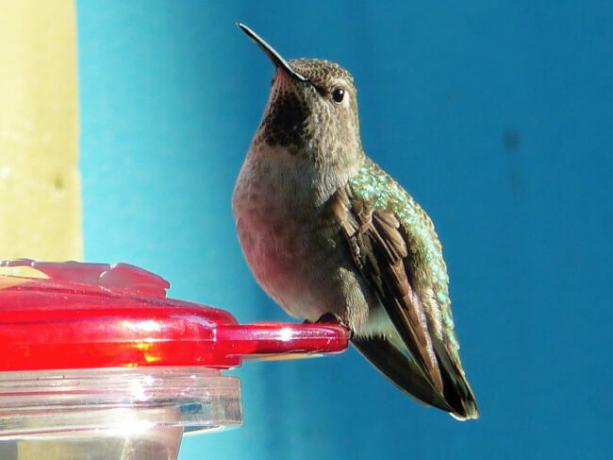 alimentador de colibri