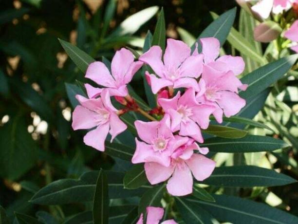 Flores de adelfa rosa