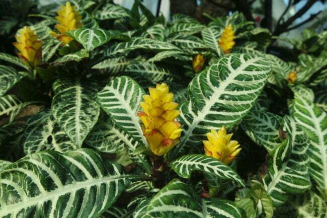 iStock-1436270496 पीले खिलने वाले ज़ेबरा पौधे को जीवित रखने के लिए सबसे कठिन घरेलू पौधे