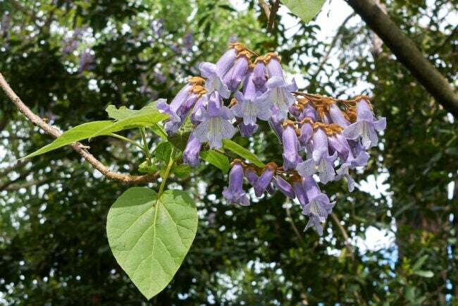 Rama de un árbol emperatriz con flores de color púrpura