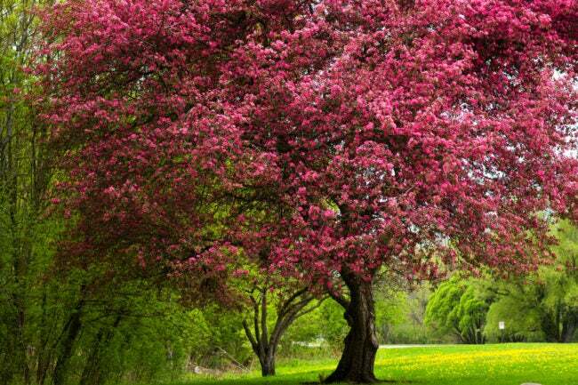 マゼンタの花が咲く裏庭のクラブアップルの木に最適な木