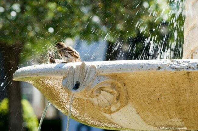 Najboljše možnosti za fontane za sončno kopel za ptice