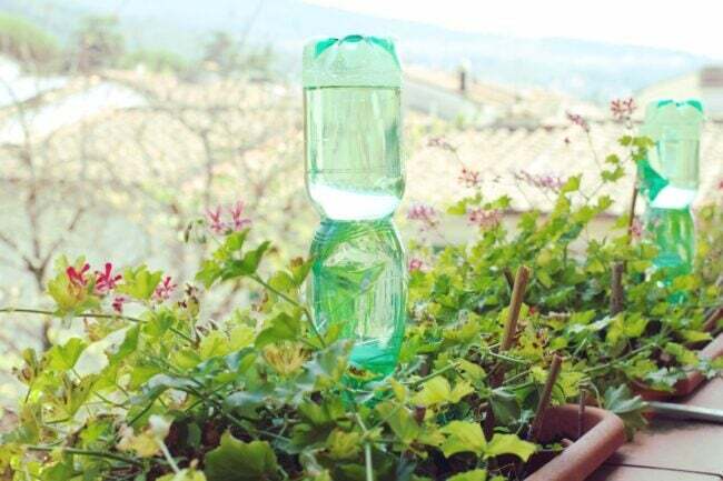 bezplatné spôsoby, ako založiť záhradu - prevrátená plastová fľaša v záhrade