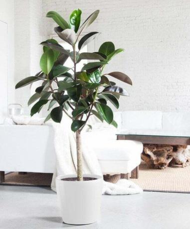 Nagy gumifa (Ficus elastica) a modern otthonban