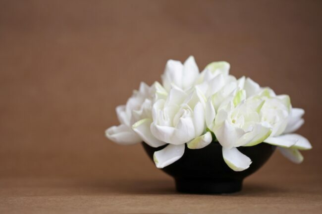 Nagy fehér virágok fekete vázában