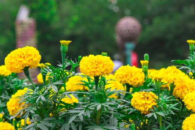 Plantes de souci jaune en fleur