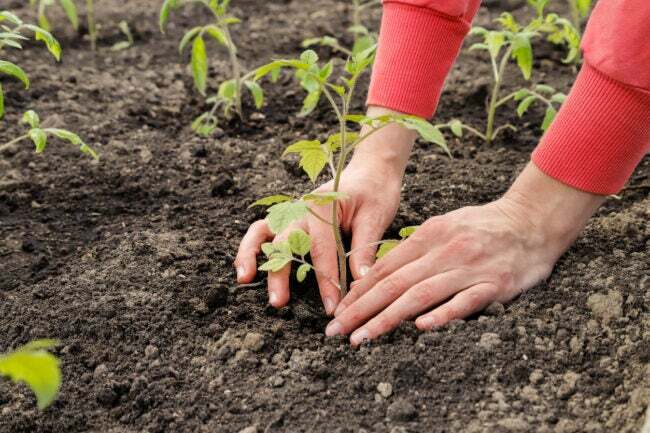 Mãos femininas plantam mudas de tomate no chão, close-up