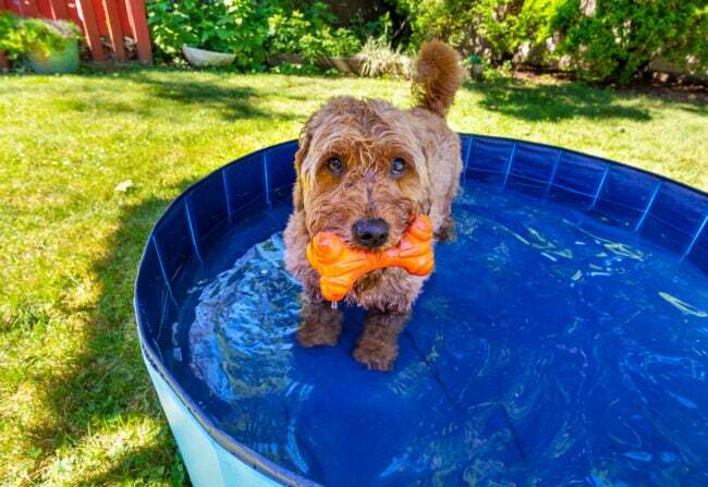 Goldendoodle em miniatura desfrutando de uma pequena piscina em um dia quente de verão.