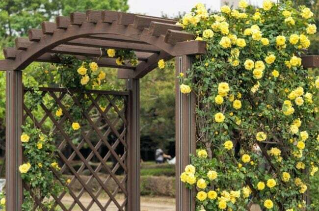 Gele rozen klimmen houten latwerk