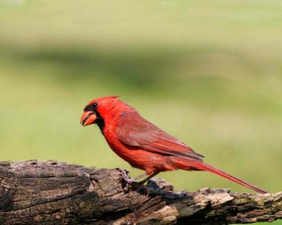 iStock-1255471559 vtáky, ktoré získavajú svoju farbu z toho, čo jedia severský kardinál
