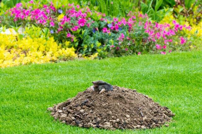 Какое животное копает ямы в моем дворе