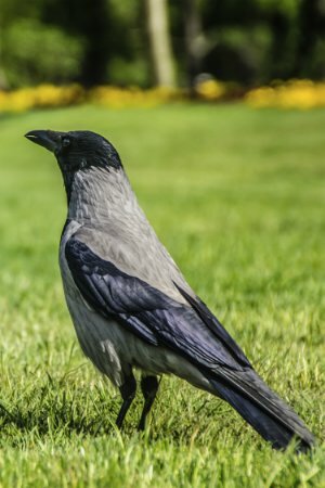 Kako se riješiti vrana u dvorištu