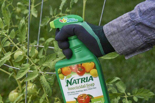 Najlepšia možnosť insekticídu pre zeleninovú záhradu