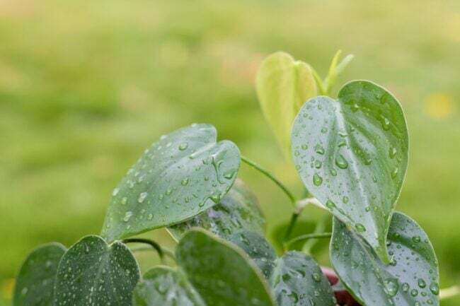 Rastlina Heartleaf Philodendron