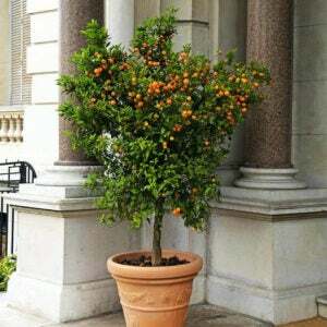 Los mejores árboles como opción de regalo: Calamondin Orange Tree