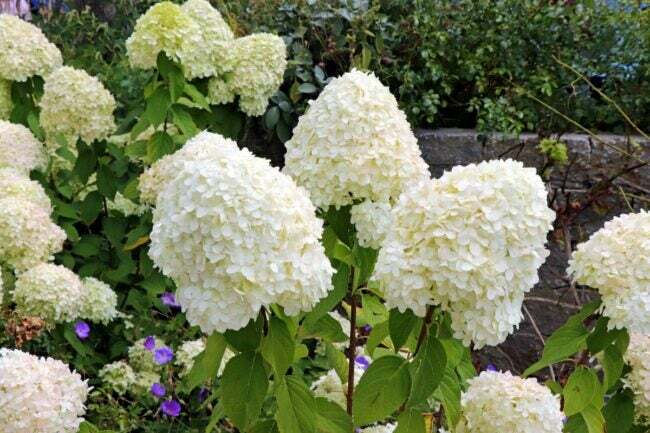 Бели конусовидни цветя на хортензия
