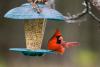 Como limpar os alimentadores de pássaros para manter seus amigos emplumados seguros
