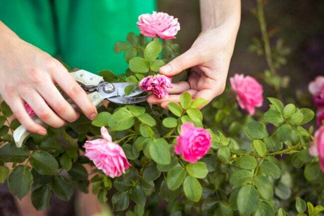 Kvinne klipper eller trimmer busken (rosen) med sekatør i hagen