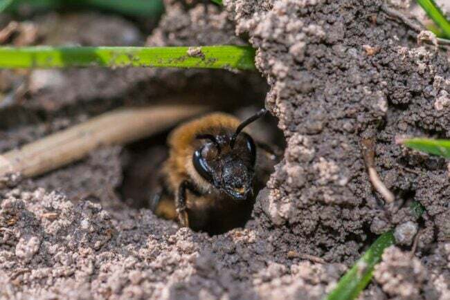 Как избавиться от наземных пчел