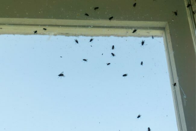 armadilha de mosca diy