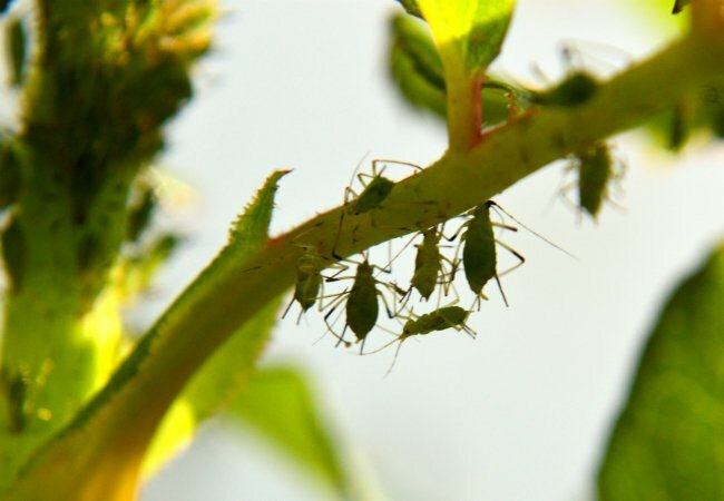 insekticid tvål för bladlöss