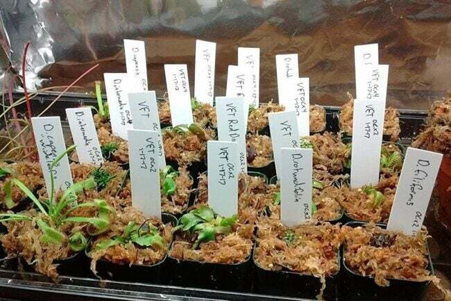 Bistveni elementi za zagon semen v zaprtih prostorih - nalepke za rastline