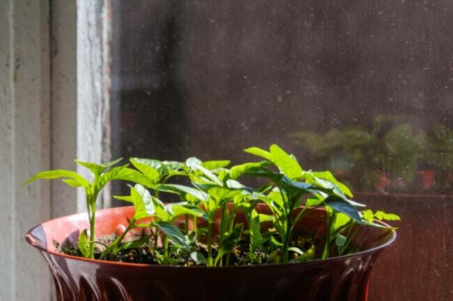 iStock-1475094594 oživit přezimované rostliny Defocus malé sazeničky paprik se pěstují v bílém květináči na parapetu