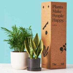 La mejor opción de cajas de suscripción para plantas: el alféizar