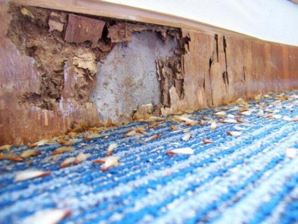 Kako izgledajo poškodbe termitov