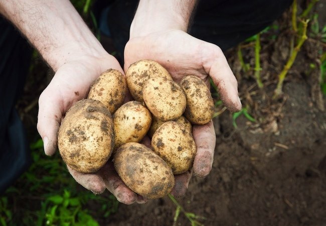 Ako pestovať zemiaky