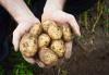 Hvordan dyrke poteter