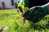 13 naravnih in učinkovitih načinov za ubijanje plevela