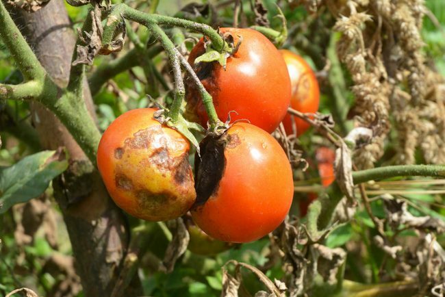 Problemas com a planta de tomate: doença viral