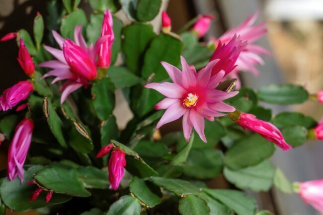 soin des cactus de noël - floraison de fleurs roses