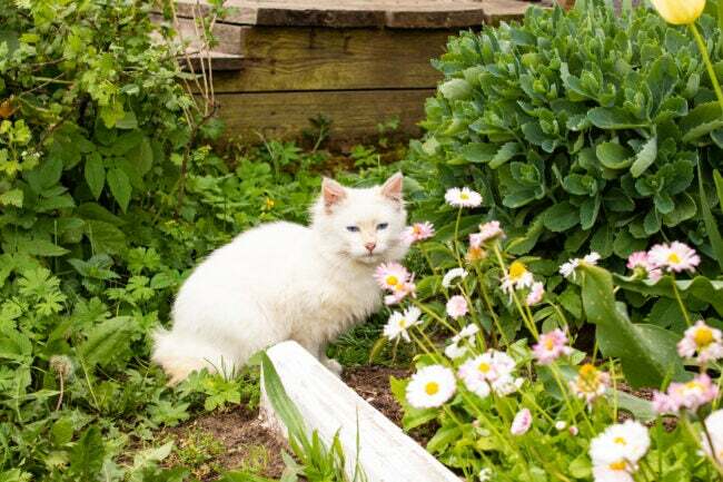 pūkains, balts kaķēns dārzā, guļot pāri puķu dobei ar rozā un baltiem ziediem