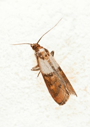 Pantry Moth