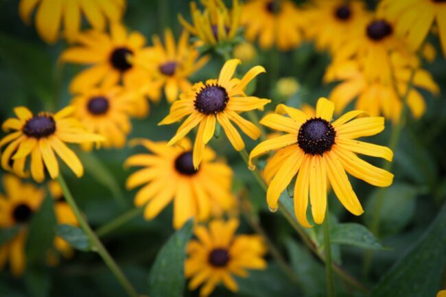 Flores amarelas de Susan de olhos pretos