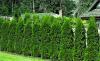 Growing Hedgerows for Privacy